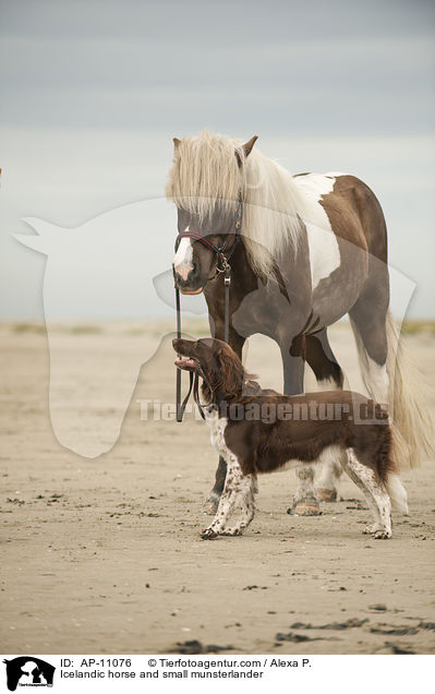 Icelandic horse and small munsterlander / AP-11076