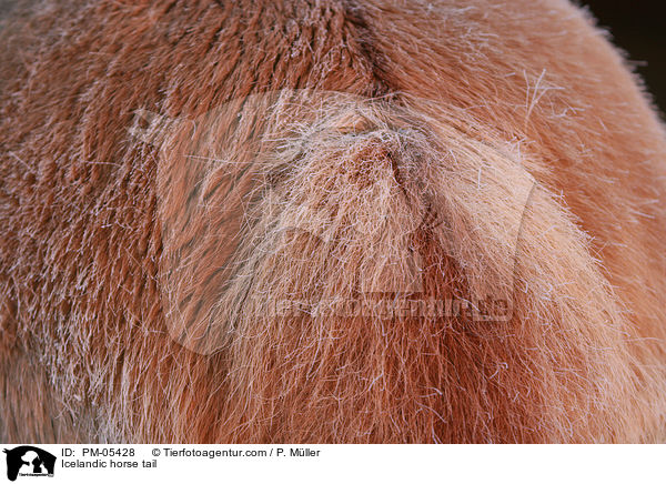 Islnder Schweif / Icelandic horse tail / PM-05428