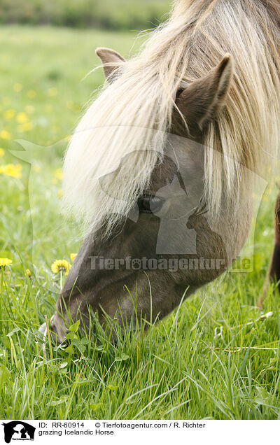 grasender Islnder / grazing Icelandic Horse / RR-60914
