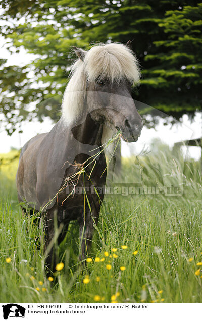 grasender Islnder / browsing Icelandic horse / RR-66409