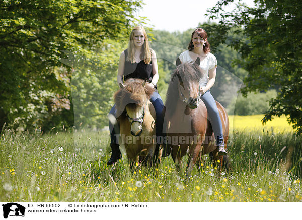 Frauen reiten Islnder / women rides Icelandic horses / RR-66502