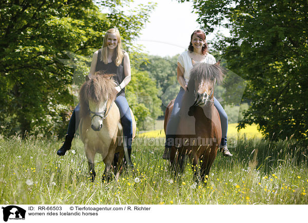 Frauen reiten Islnder / women rides Icelandic horses / RR-66503