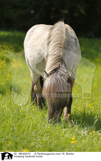 grasender Islnder / browsing Icelandic horse / RR-66573