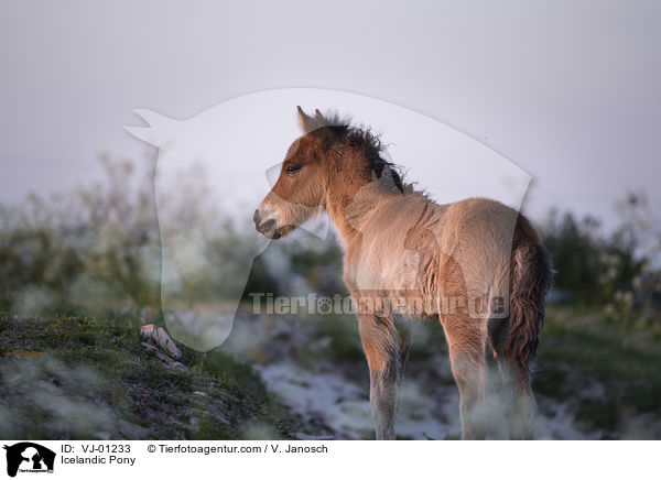 Islnder / Icelandic Pony / VJ-01233