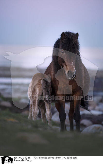 Islnder / Icelandic Pony / VJ-01236