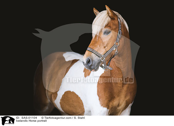 Islnder Portrait / Icelandic Horse portrait / SAS-01104