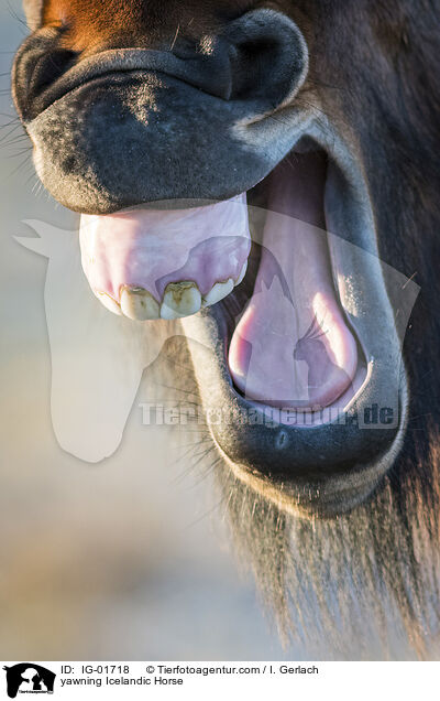 ghnender Islnder / yawning Icelandic Horse / IG-01718