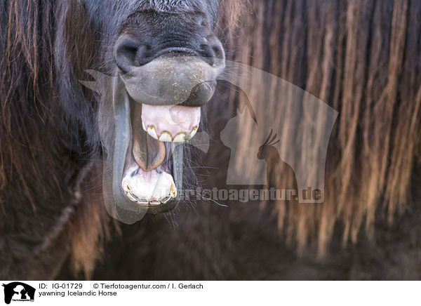 ghnender Islnder / yawning Icelandic Horse / IG-01729