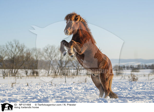 rising Icelandic horse / NP-01488