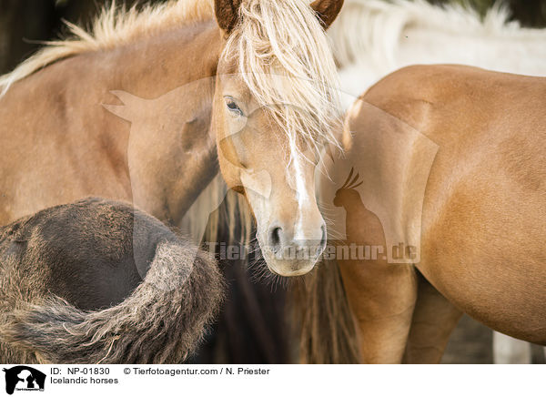 Icelandic horses / NP-01830