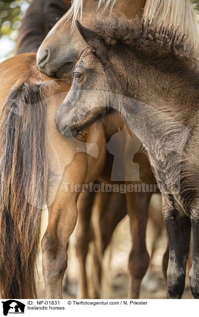 Icelandic horses / NP-01831