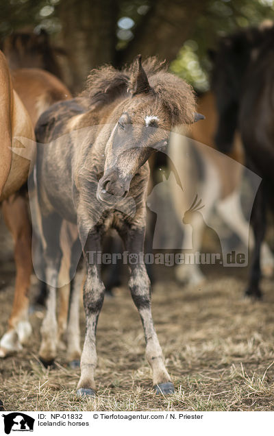 Icelandic horses / NP-01832