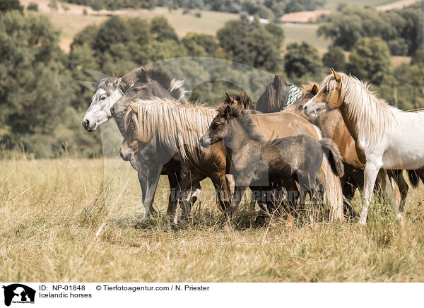 Icelandic horses / NP-01848