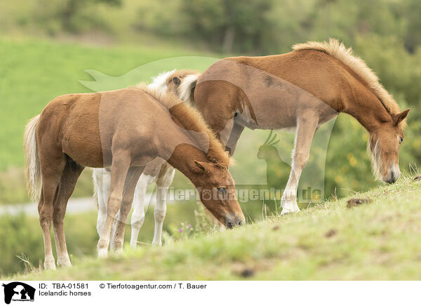 Icelandic horses / TBA-01581