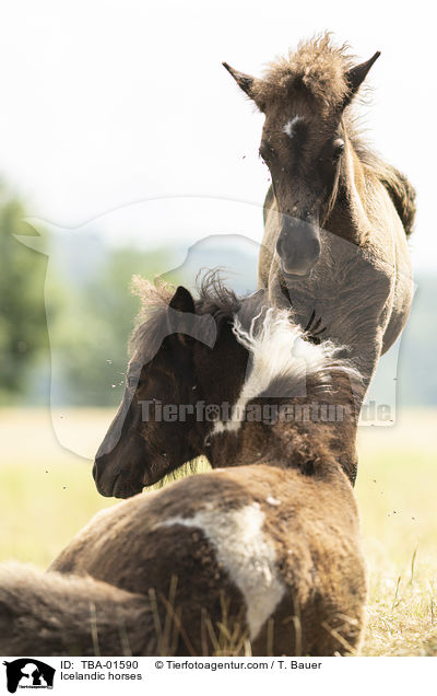 Icelandic horses / TBA-01590