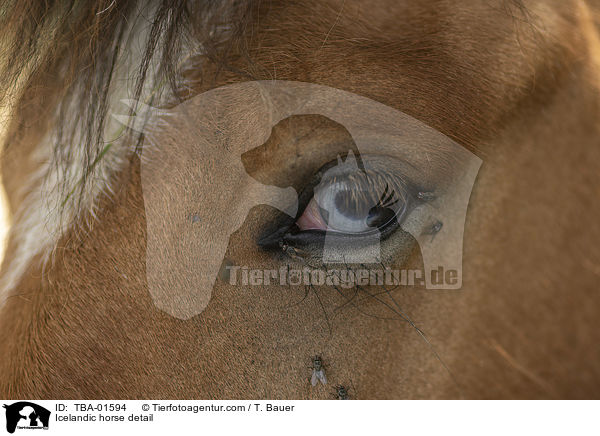 Icelandic horse detail / TBA-01594