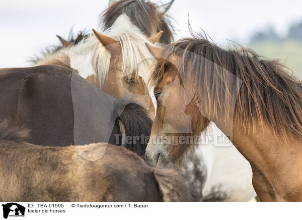 Icelandic horses / TBA-01595