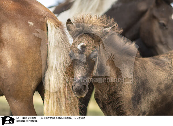 Icelandic horses / TBA-01596
