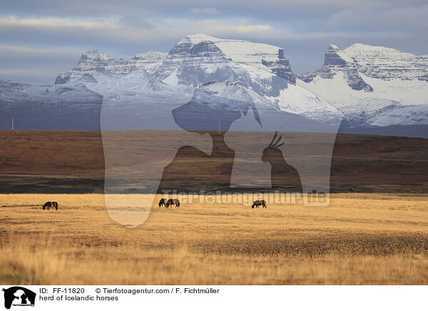 Herde Islnder / herd of Icelandic horses / FF-11820