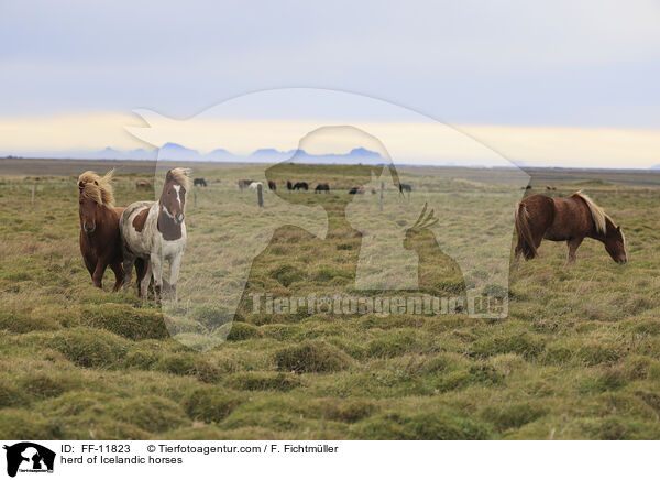 herd of Icelandic horses / FF-11823