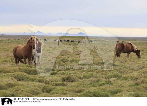 herd of Icelandic horses / FF-11824