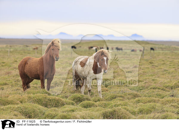herd of Icelandic horses / FF-11825