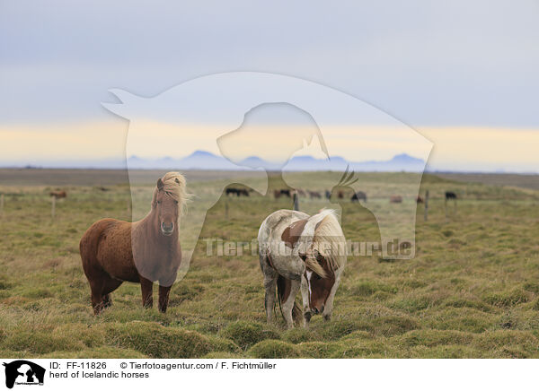 herd of Icelandic horses / FF-11826