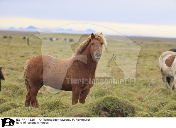 herd of Icelandic horses / FF-11828
