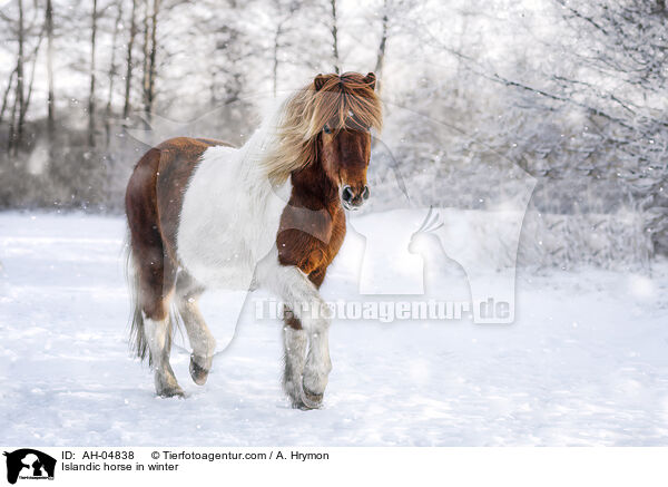Islnder im Winter / Islandic horse in winter / AH-04838