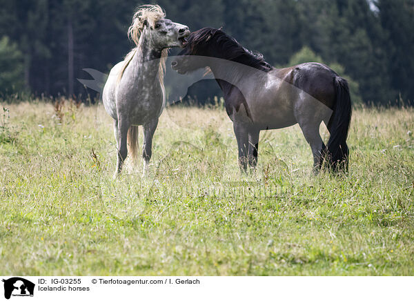 Icelandic horses / IG-03255