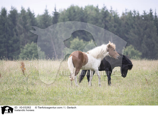 Icelandic horses / IG-03262