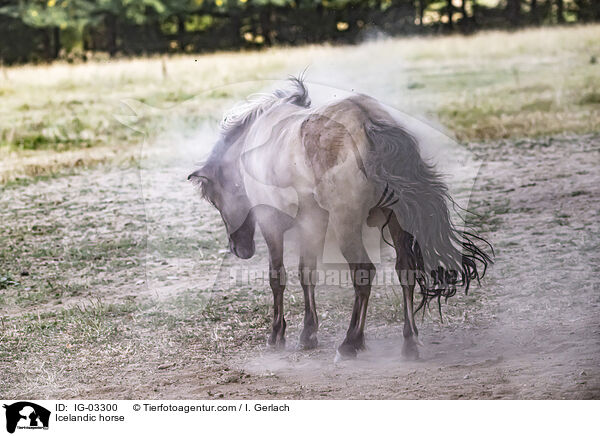 Islnder / Icelandic horse / IG-03300