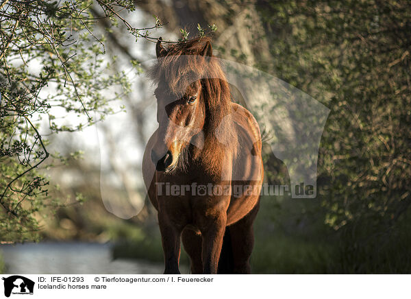 Islnder Stute / Icelandic horses mare / IFE-01293