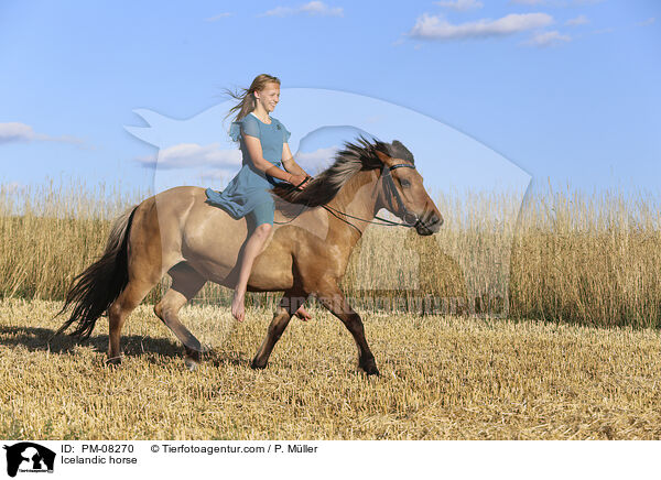 Islnder / Icelandic horse / PM-08270