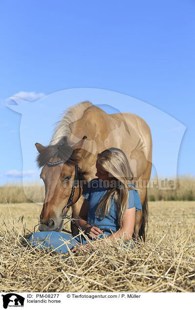 Islnder / Icelandic horse / PM-08277