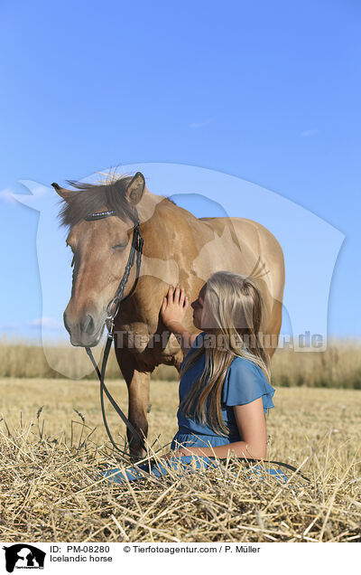 Islnder / Icelandic horse / PM-08280