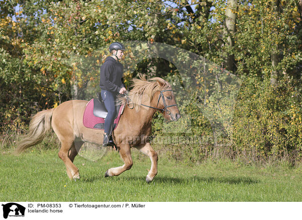 Icelandic horse / PM-08353