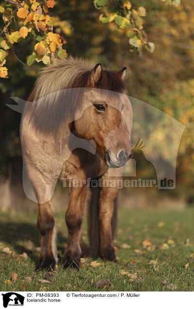Islnder / Icelandic horse / PM-08393