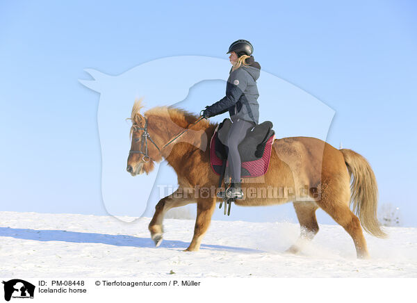 Icelandic horse / PM-08448