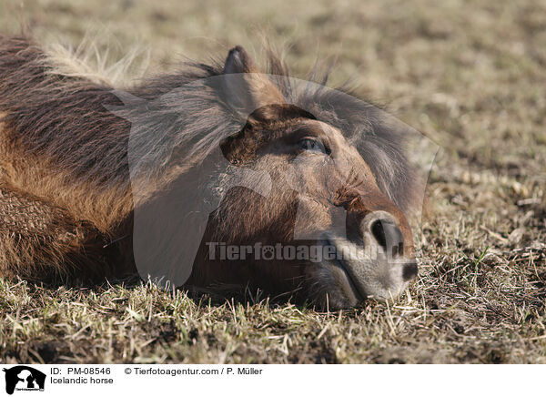 Islnder / Icelandic horse / PM-08546