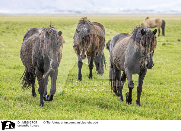Icelandic horses / MBS-27051