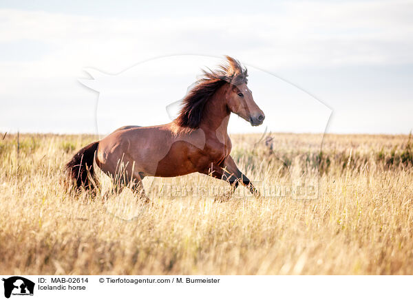 Icelandic horse / MAB-02614