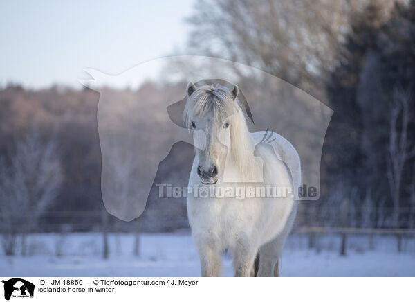 icelandic horse in winter / JM-18850