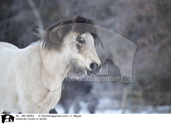 icelandic horse in winter / JM-18862
