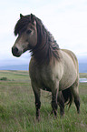 Icelandic horse