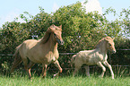 Icelandic horse