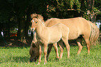 Icelandic horse