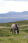 Icelandic horse