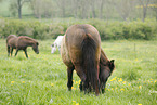 grazing Icelandic Horse