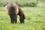 grazing Icelandic Horse
